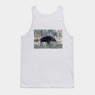 Male moose in the woods Tank Top